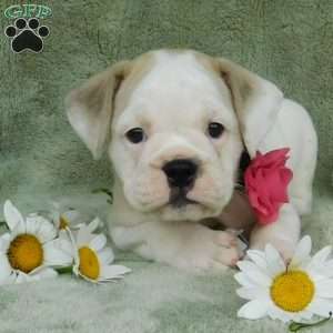 Lilly, Miniature Bulldog Puppy